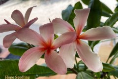 Hope Seedling plumeria photo by Tex Norwood Hope Seedling plumeria photo by Tex Norwood