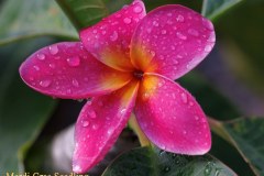 Mardi Gras Seedling plumeria photo by Tex Norwood Mardi Gras Seedling plumeria photo by Tex Norwood