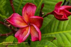 Miami Heat seedling of Camelot plumeria photo by Tex Norwood Miami Heat seedling of Camelot plumeria photo by Tex Norwood