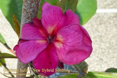 Mustang Sally New Hybrid Seedling plumeria photo by Tex Norwood Mustang Sally New Hybrid Seedling plumeria photo by Tex Norwood