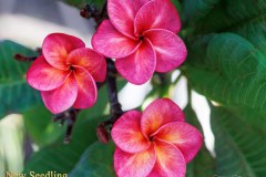 New Seedling plumeria photo by Tex Norwood New Seedling plumeria photo by Tex Norwood