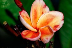 Eruption super round aka j plumeria photo by Tex Norwood Eruption super round aka j plumeria photo by Tex Norwood