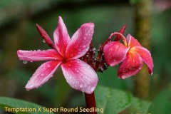 Temptation X Super Round Seedling plumeria photo by Tex Norwood Temptation X Super Round Seedling plumeria photo by Tex Norwood