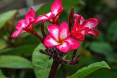 Candy Kiss seedling plumeria photo by Tex Norwood Candy Kiss seedling plumeria photo by Tex Norwood
